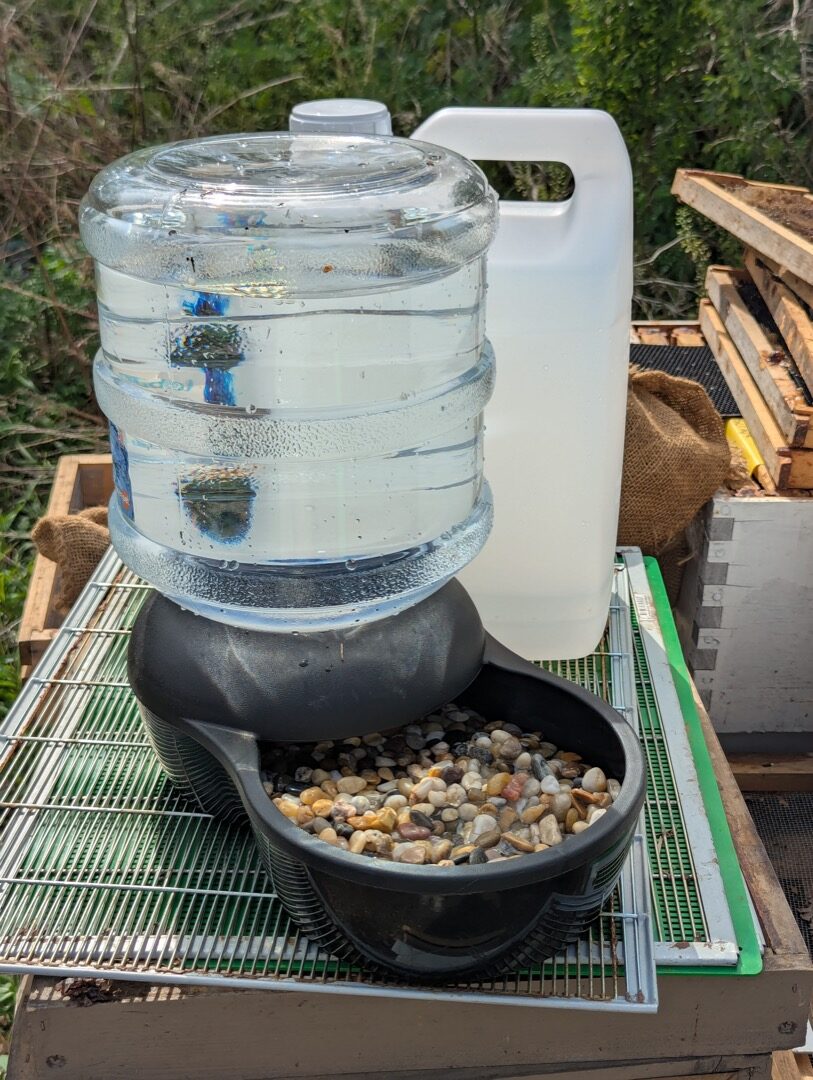 New hive water feature with pebbles for bees to land on
