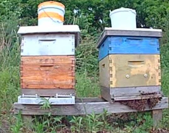 The two hives before swapping positions